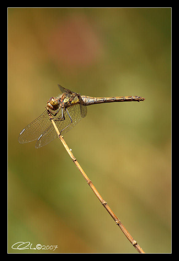 Sympetrum striolatum - Femmina